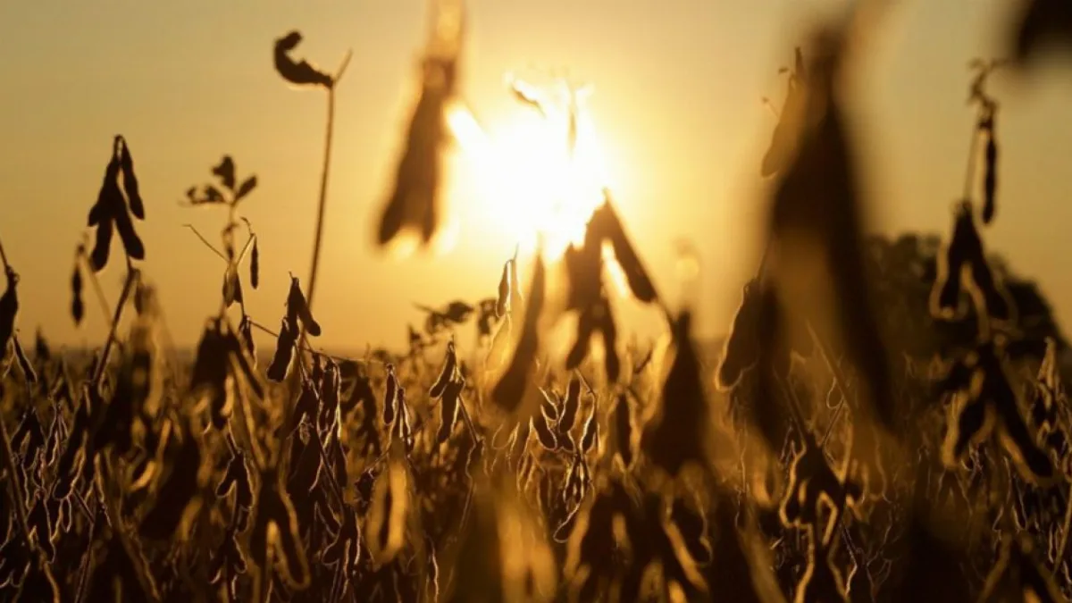 Bajo la amenaza de El Niño, los productores argentinos siembran más soja