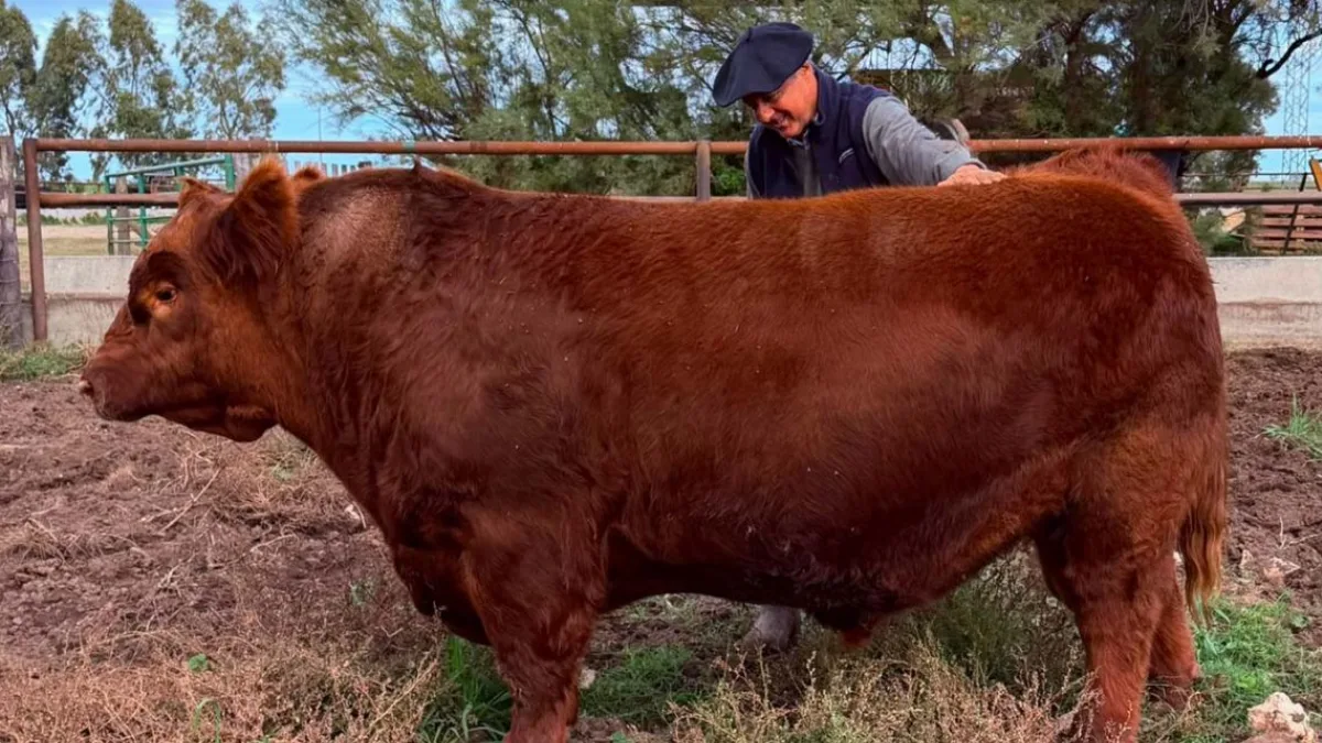 Medio toro Angus por $300 millones: la genética que explica el récord