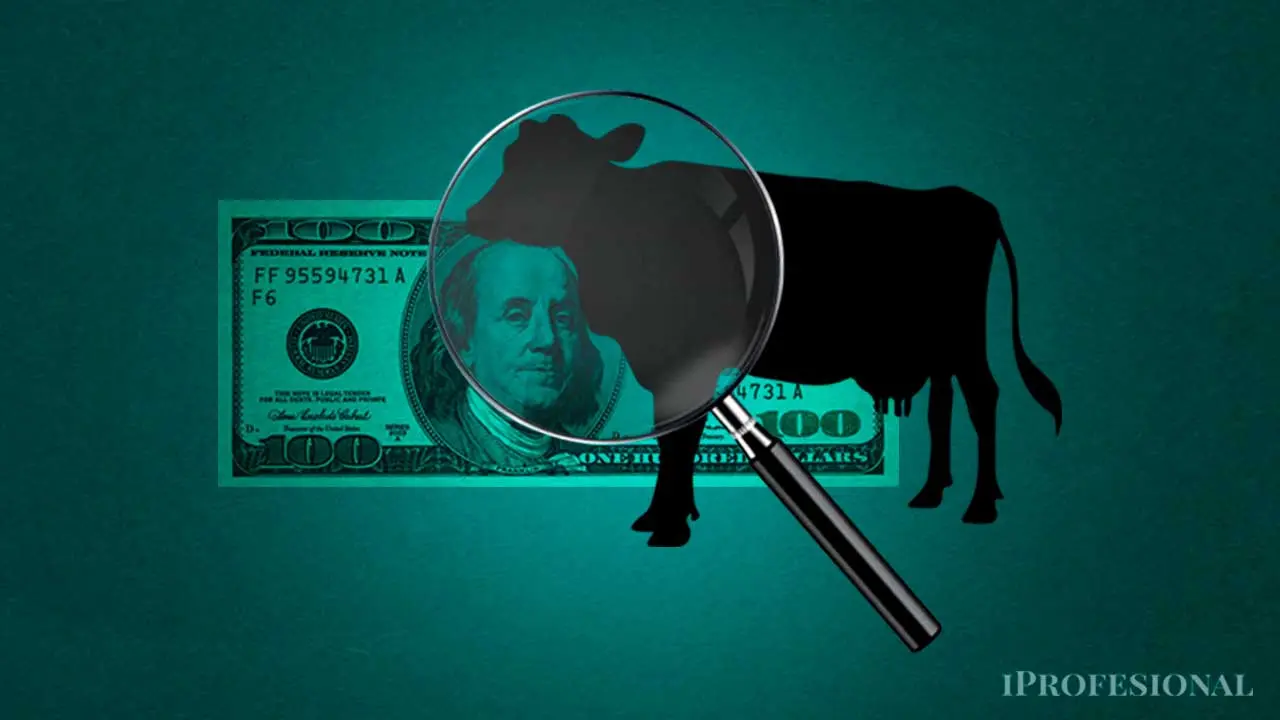 La carne sube, el maíz manda: ¿cambio de modelo en la ganadería argentina?